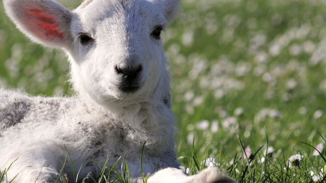 Jar prichádza na Slovensko čoraz skôr, no nie je dôvod na oslavu