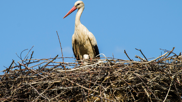 Prvý bocian dorazil na Slovensko. Ornitológovia hlásia návrat prvého posla jari