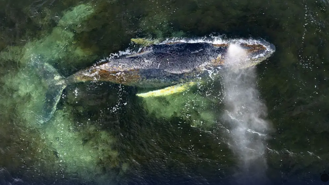 Úspech. Veľrybu ktorá uviazla na pobreží Nemecka, sa podarilo vyslobodiť