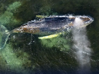 Úspech. Veľrybu ktorá uviazla na pobreží Nemecka, sa podarilo vyslobodiť