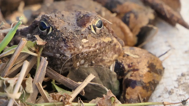 Na Slovensku začína veľká migrácia žiab. Kde si dať pozor?