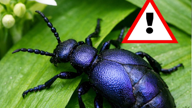 Pozor v týchto dňoch na nenápadného škodca. Má prudký jed a môžete si ho doniesť domov