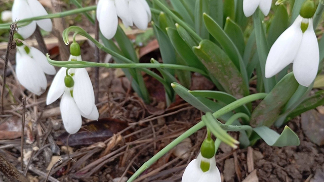 Na juhu už kvitnú marhule a snežienky hlásia aj z Oravy. Mrazom však ešte nemusí byť koniec