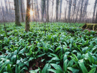Jar prebúdza rastliny: Začína sa sezóna medvedieho cesnaku