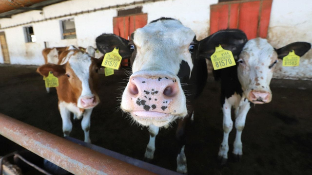 Aktuálne: Veterinári vydali mimoriadne opatrenia pre slintačku a krívačku