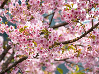 Dnes sa začína astronomická jar. Deň a noc však rovnako dlhé nebudú, prečo?
