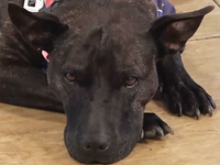 Psíka s rakovinou zachránila umelá inteligencia. Vytvorila pre neho vakcínu