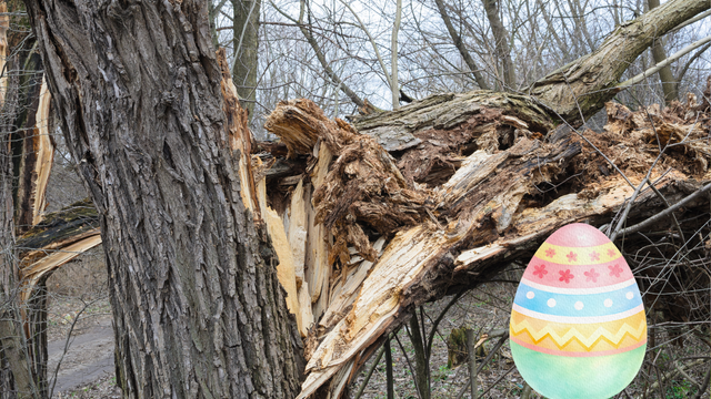 Hľadali Veľkonočné vajíčka a v lese ich zabil padajúci strom. Vyhýbajte sa stromom aj nasledujúce dni