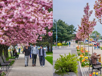 Jar je v plnom prúde, Slovensko v rozkvete. V Bratislave rozkvitli sakury