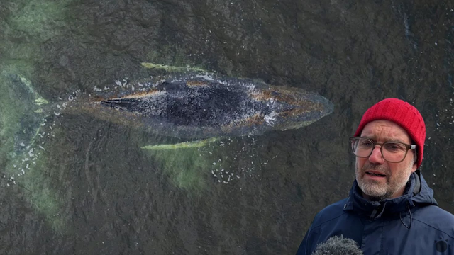 Nádej slabne: Timmy podľa Greenpeace neprežije návrat do Severného mora