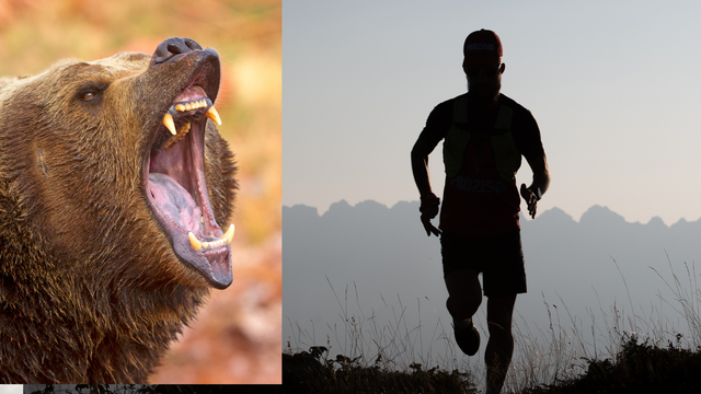 AKTUÁLNE: Medveď zaútočil na bežca priamo na Urpíne v Banskej Bystrici