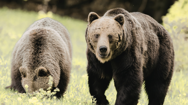 Slováci, zbystrite! Práve začína medvedia ruja. V lesoch sú šelmy teraz oveľa aktívnejšie