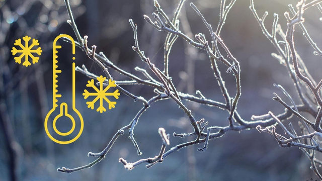 Je to ešte horšie, ako sa čakalo. Teploty poklesli na zničujúce hodnoty pre ovocinárov pod -4 °C