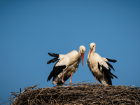 Návrat zimy pozastavil návrat bocianov na Slovensko. Očakávať možno kruté súboje