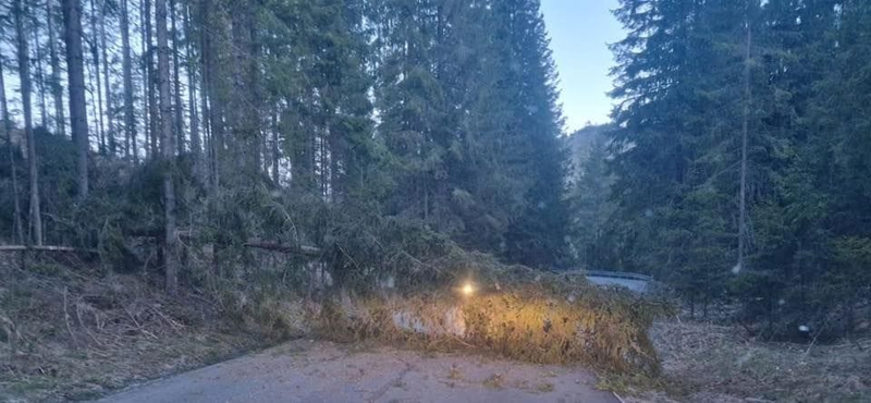 Spadnutý strom pri Liptovskej Tepličke, zdroj: Daniela Pitoňáková