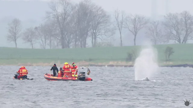 AKTUALITA: Na šťastný koniec to zatiaľ nevyzerá. Opäť sa totiž stalo, že veľryba Timmy uviazla