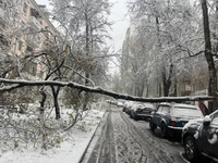 Ťažký sneh láme stromy a prináša snehovú kalamitu. Zima udrela a priniesla do Ruska nový rekord od roku 1880