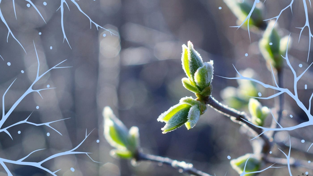 Hrozí veľké poškodenie úrody na Slovensku. Najbližšie hodiny rozhodnú, teploty poklesnú k -5 °C