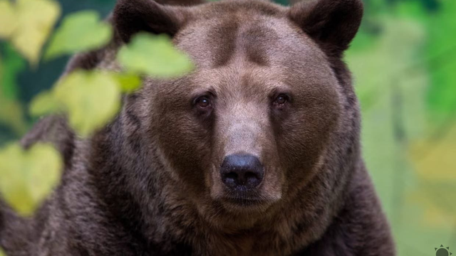 Medveď útočil: Zranenia utrpeli dvaja vojaci