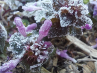 Mrazivá noc za nami. Teploty padli až k -11  °C, no oddnes prichádza prudký zvrat