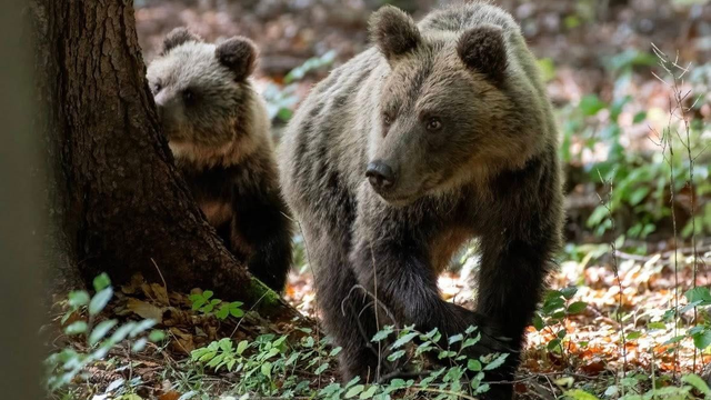Mesto apeluje na občanov: V tejto lokalite buďte opatrní, pohybuje sa tu viacero medveďov