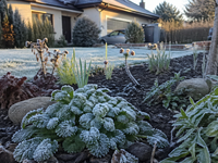 Ovocinári pozor. Počasie prinesie ďalšiu sériu mrazov