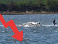 „Nechajte ho na pokoji a konečne sa venujte dôležitým veciam.“ Ekonomika klesá a my sa venujeme veľrybe