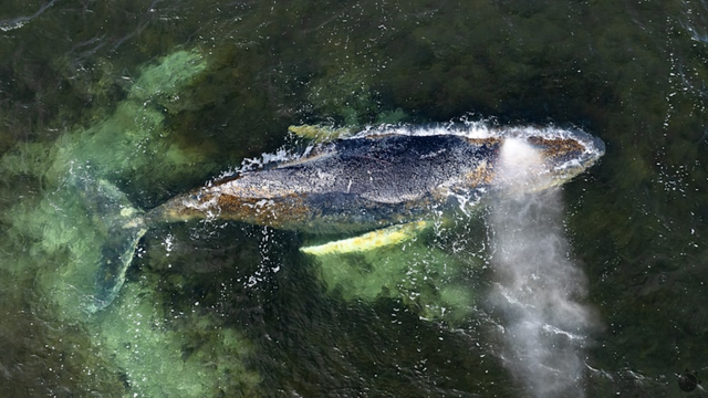 Uviaznutá veľryba v Nemecku stále žije a trpí. Zvažuje sa posledný pokus o záchranu