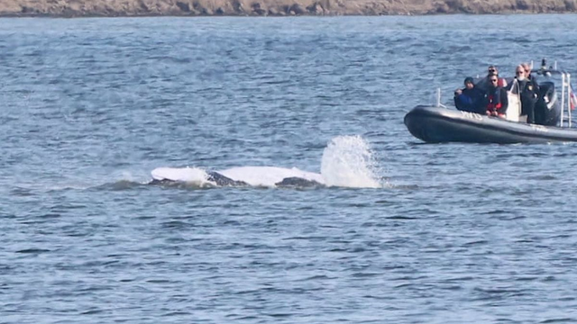 Štát sa na neho vykašľal, tak sa záchrany ujali milionári. Minister s tým nemá problém a záchrana prebieha