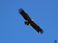 Orlom sa na Slovensko nechce. Priletia neskôr ako obvykle