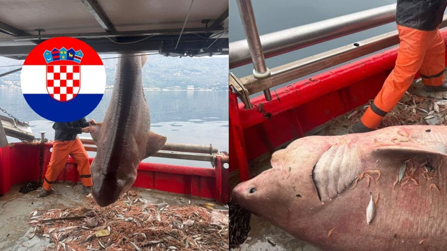 Chorvátski rybári vylovili z mora nečakaný úlovok – žraloka. Majú sa turisti obávať?