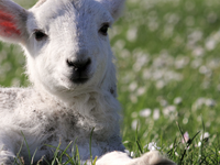 Jarný BOOM: Teploty znova vystrelia a Slovensko čaká teplý záver týždňa do +20 °C