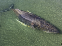 NAŽIVO: Vráskavec Timmy má novú šancu. Úrady to vzdali, zachraňujú ho dvaja milionári