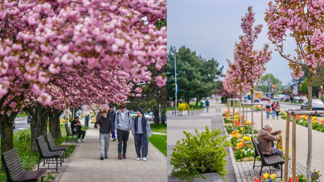 Jar je v plnom prúde, Slovensko v rozkvete. V Bratislave rozkvitli sakury