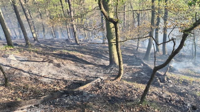 Hasiči pri Považskej Bystrici bojovali s požiarom lesa. Situáciu komplikoval silný vietor