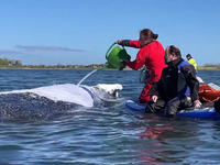 Záchrana veľryby Timmy pokračuje. Dnes sa pokúsia urobiť náročný manéver