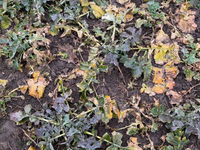 Mráz opäť potrápi poľnohospodárov. Úroda však nemusí byť úplne stratená