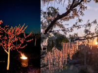 FOTO: Takto sa Slováci snažili zachrániť v noci úrodu pred mrazmi