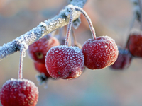 Toto sú kritické teploty, pod ktorými už bude úroda na Slovensku stratená