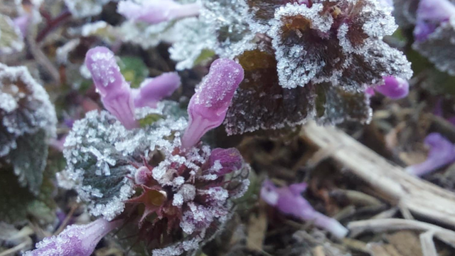 Mrazivá noc za nami. Teploty padli až k -11  °C, no oddnes prichádza prudký zvrat