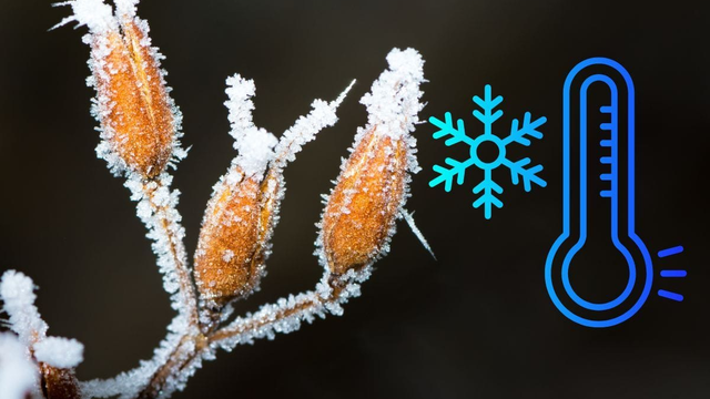 Katastrofa pre úrodu? Počasie hrozí návratom mrazov a možno aj snehu