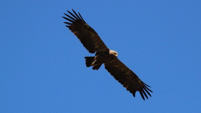 Orlom sa na Slovensko nechce. Priletia neskôr ako obvykle