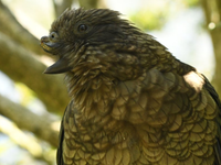 Postihnutý papagáj sa stal vládcom kŕdľa. Vymyslel totiž neporaziteľný štýl boja