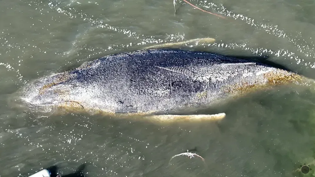 Odborníci stratili nádej. Nové fotografie z dronu ukazujú, že uviaznutá veľryba Tommy má vážne zranenia