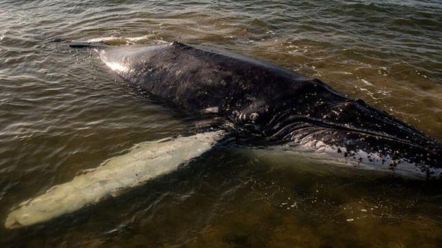Jeho stav je kritický. Veľryba opäť uviazla na pobreží Európy