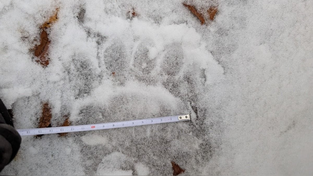 Rys mizne z našich hôr, medveďov je viac než dosť