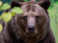 Medveď útočil: Zranenia utrpeli dvaja vojaci