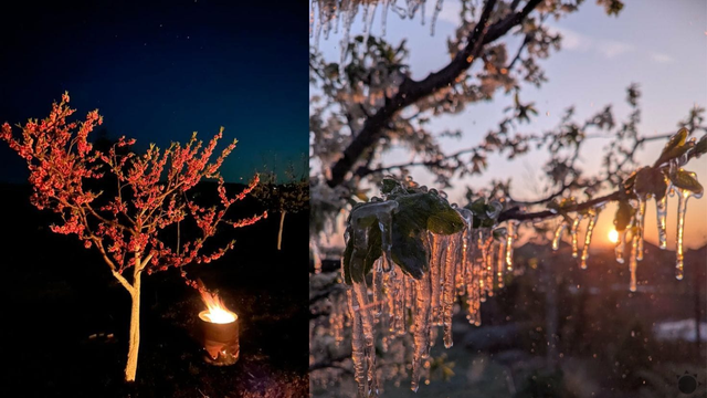FOTO: Takto sa Slováci snažili zachrániť v noci úrodu pred mrazmi