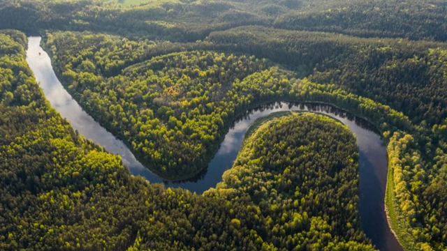 Foto: Vedci objavili nový druh žaby, mláďatá nosí vo vaku na chrbte