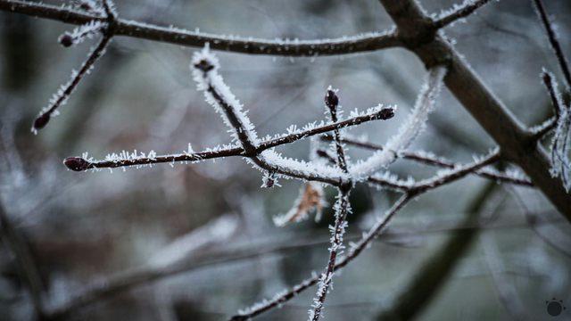TIP: Takto ochránite svoje stromy pred blížiacimi sa mrazmi